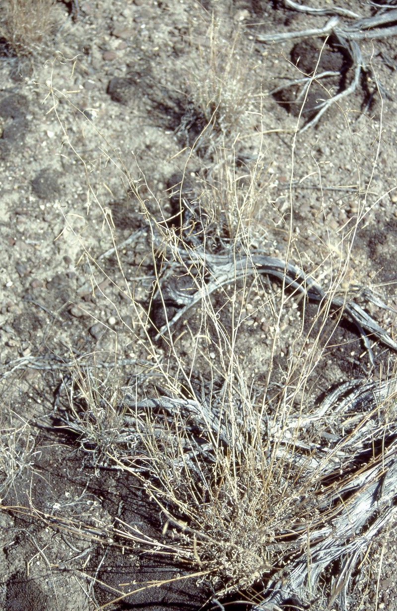 Elko Rockcress photo 2