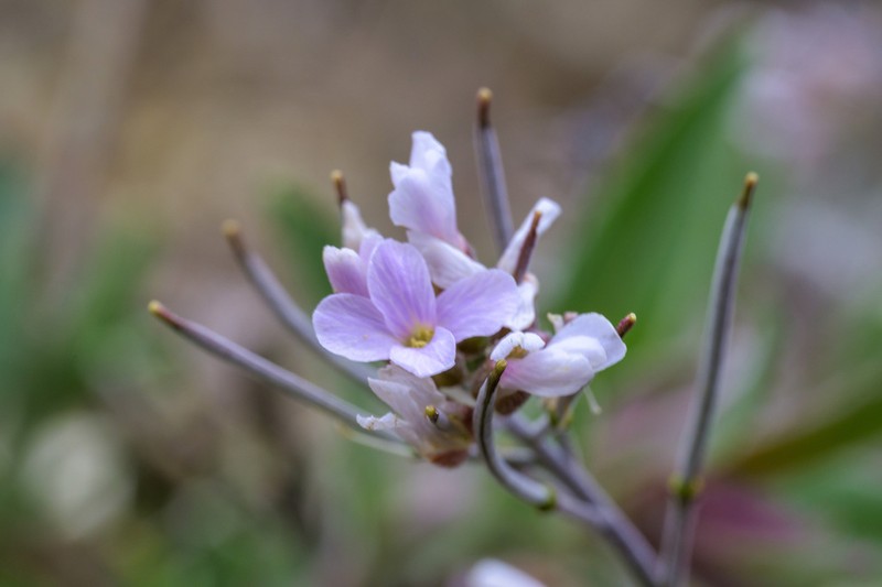 Mt. Sapphire Rockcress