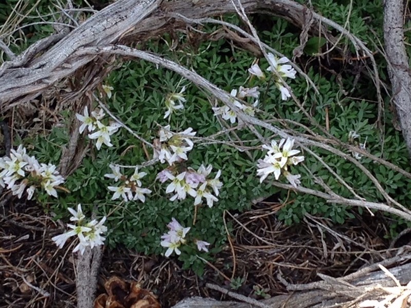 Park Rockcress photo 2