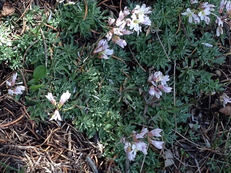 Park Rockcress photo 3