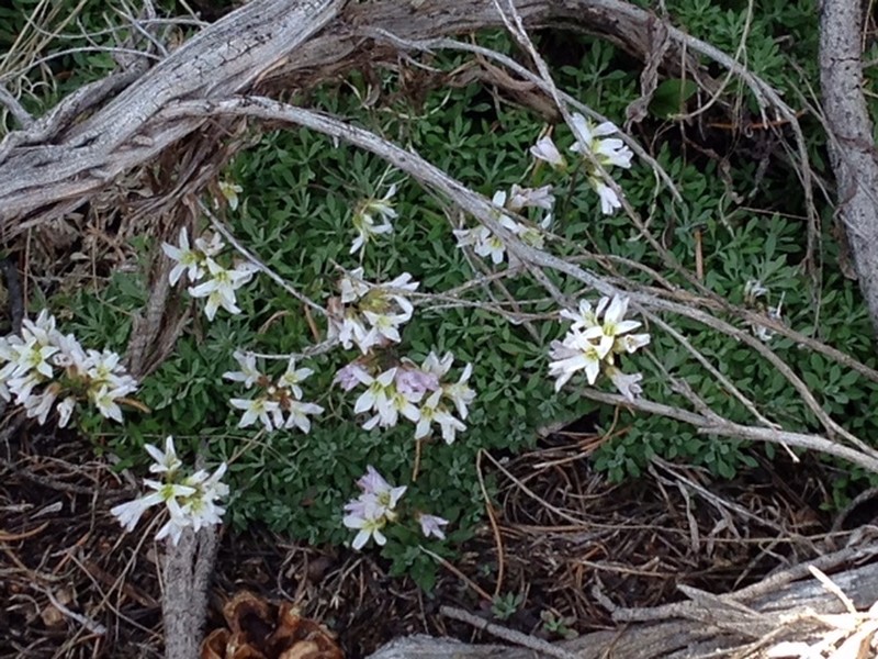 Park Rockcress photo 5