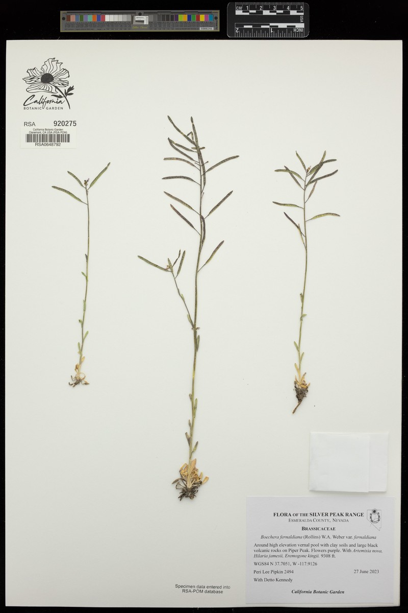 Boechera fernaldiana var. fernaldiana