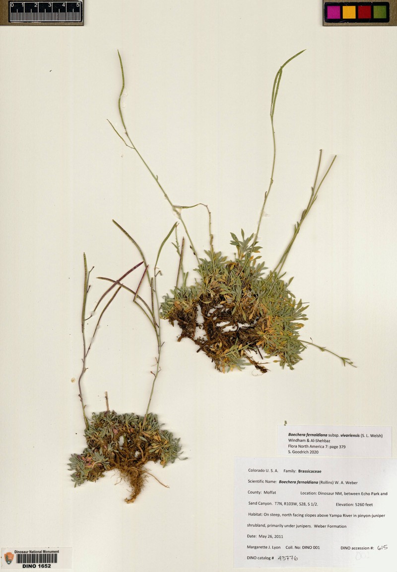 Boechera fernaldiana var. vivariensis photo 4