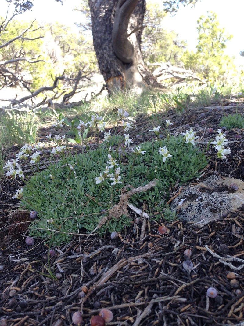 Boechera fernaldiana var. vivariensis