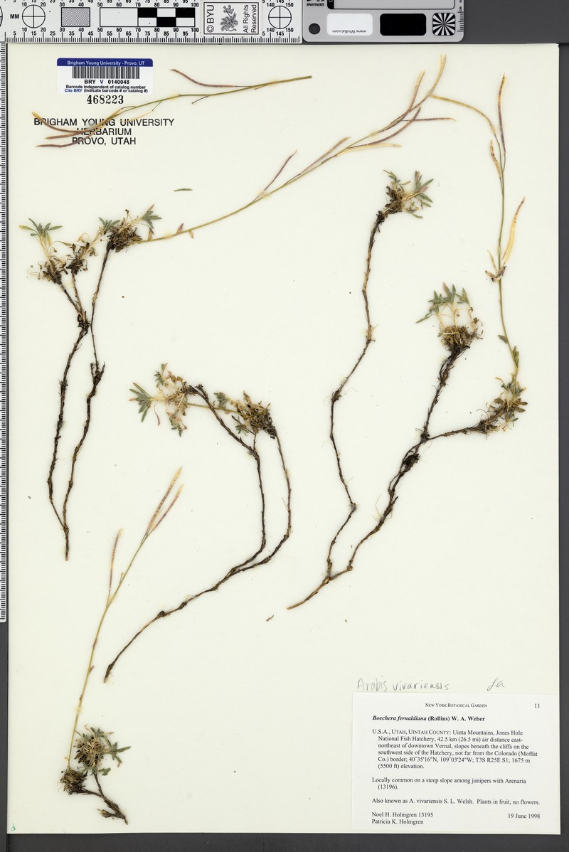 Boechera fernaldiana var. vivariensis photo 4