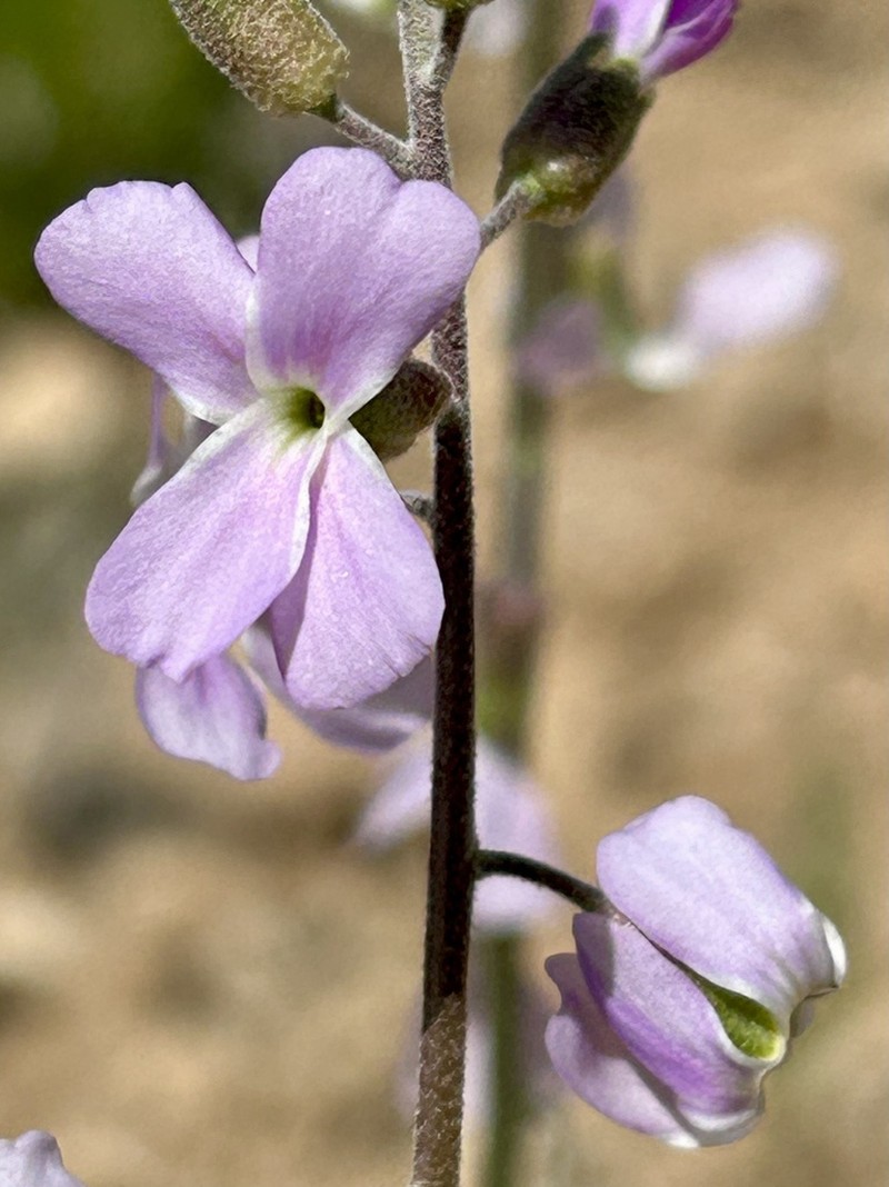 Boechera formosa photo 2