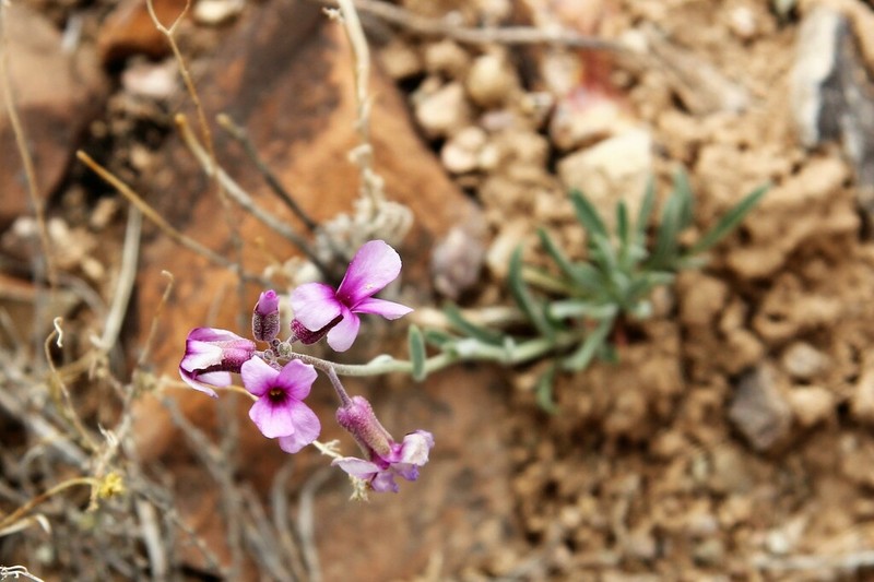 Boechera formosa photo 6
