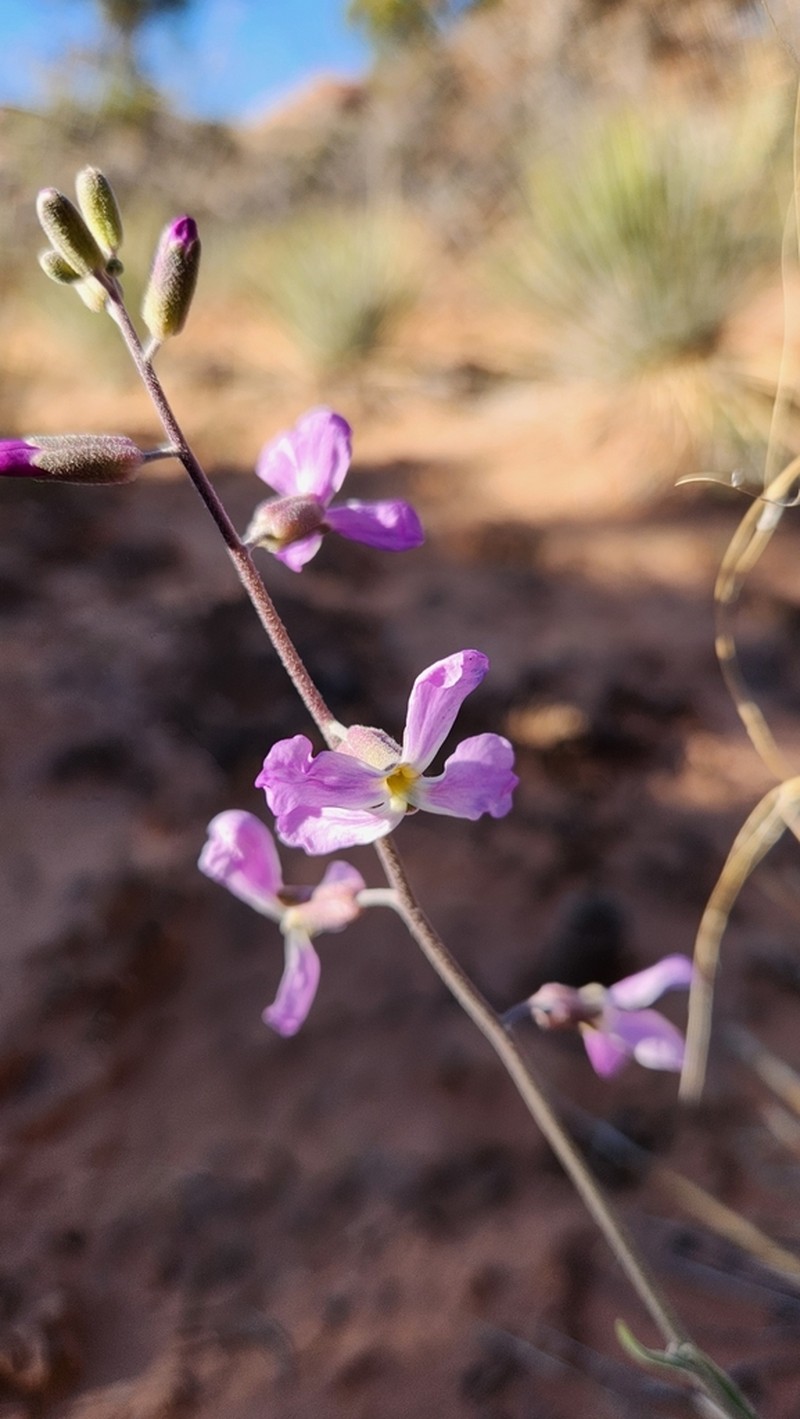 Boechera formosa photo 7