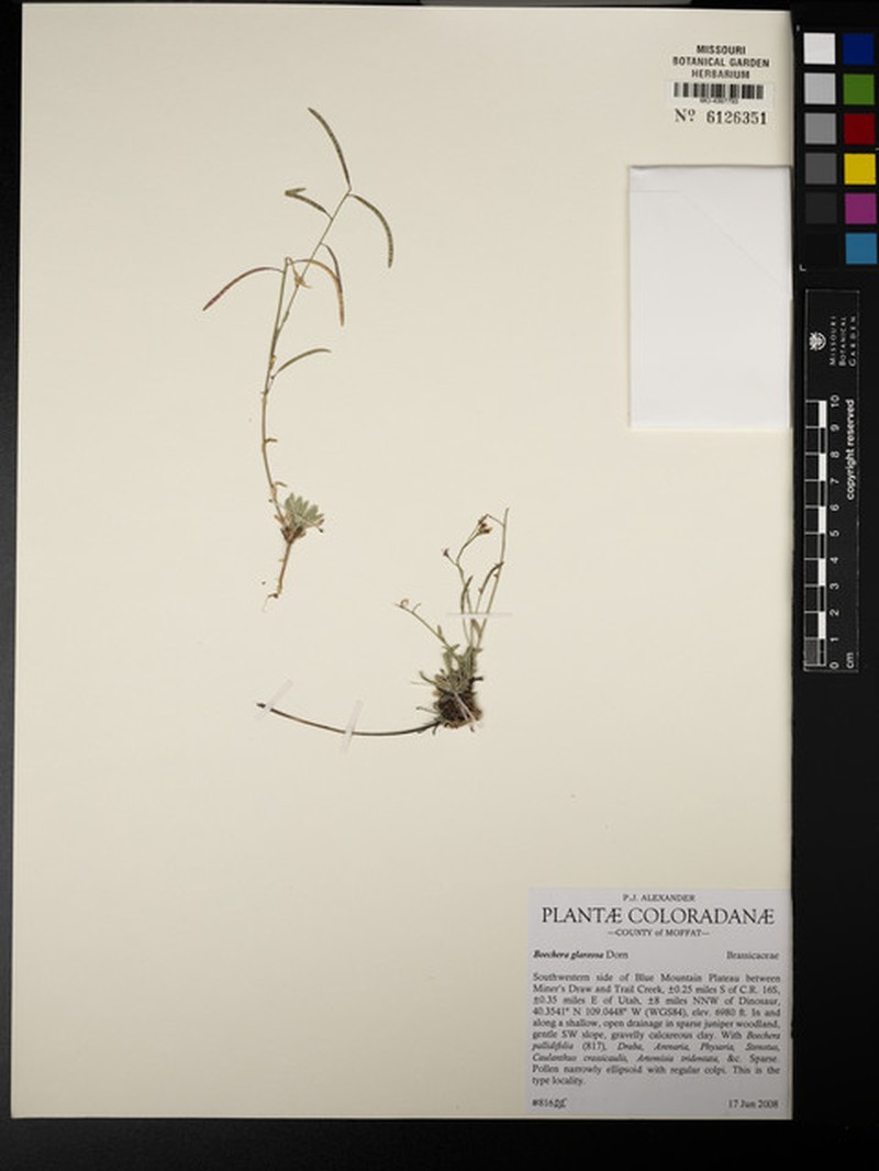 Boechera glareosa