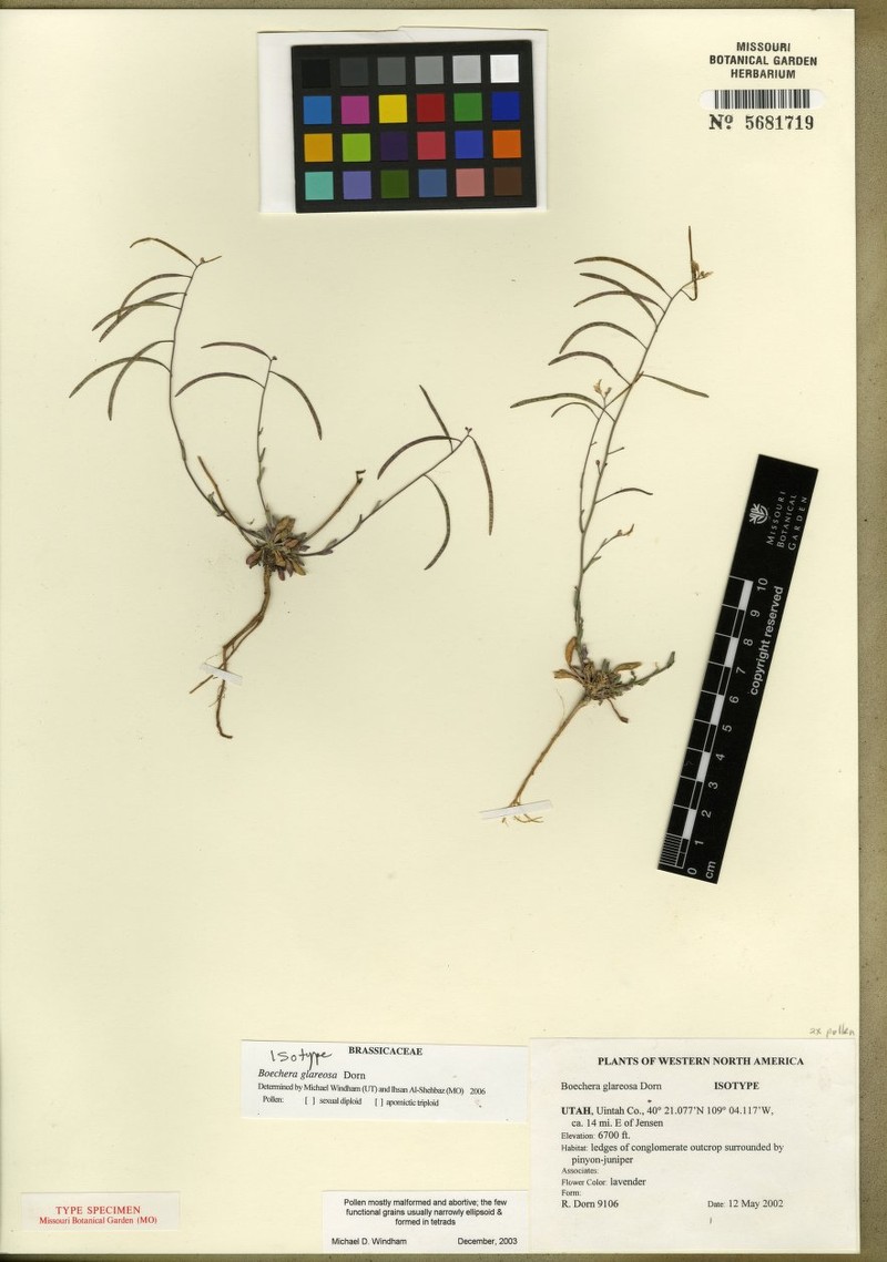 Boechera glareosa photo 2
