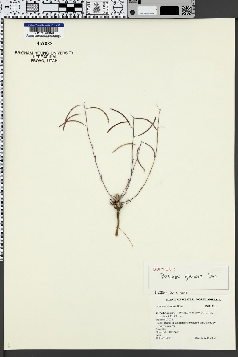 Boechera glareosa photo 3