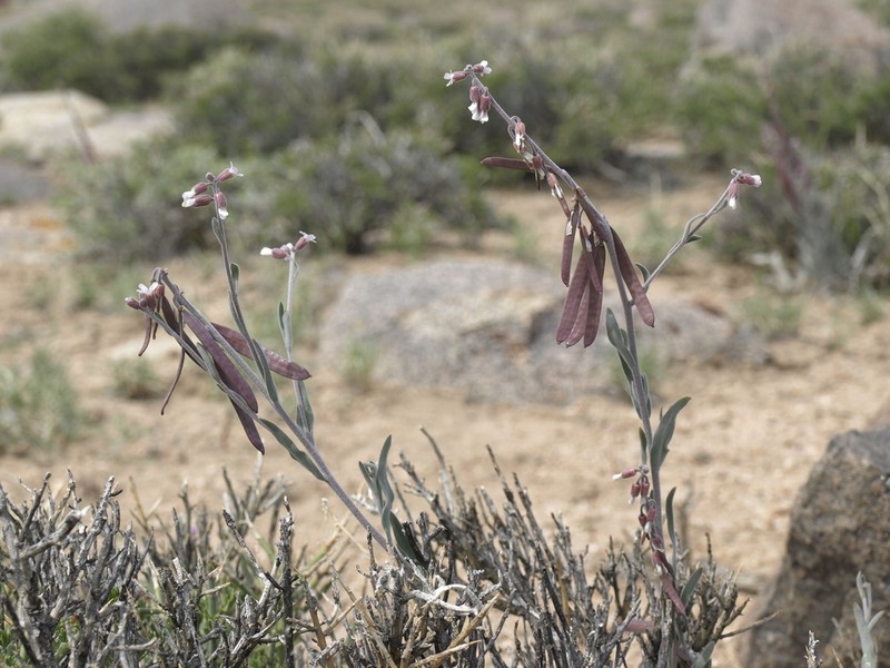 Bluepod Rockcress