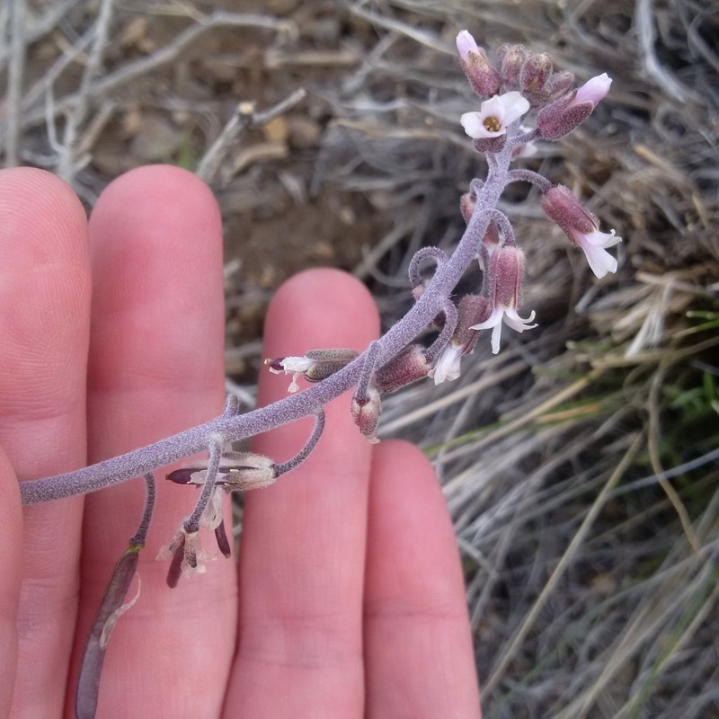 Bluepod Rockcress photo 4