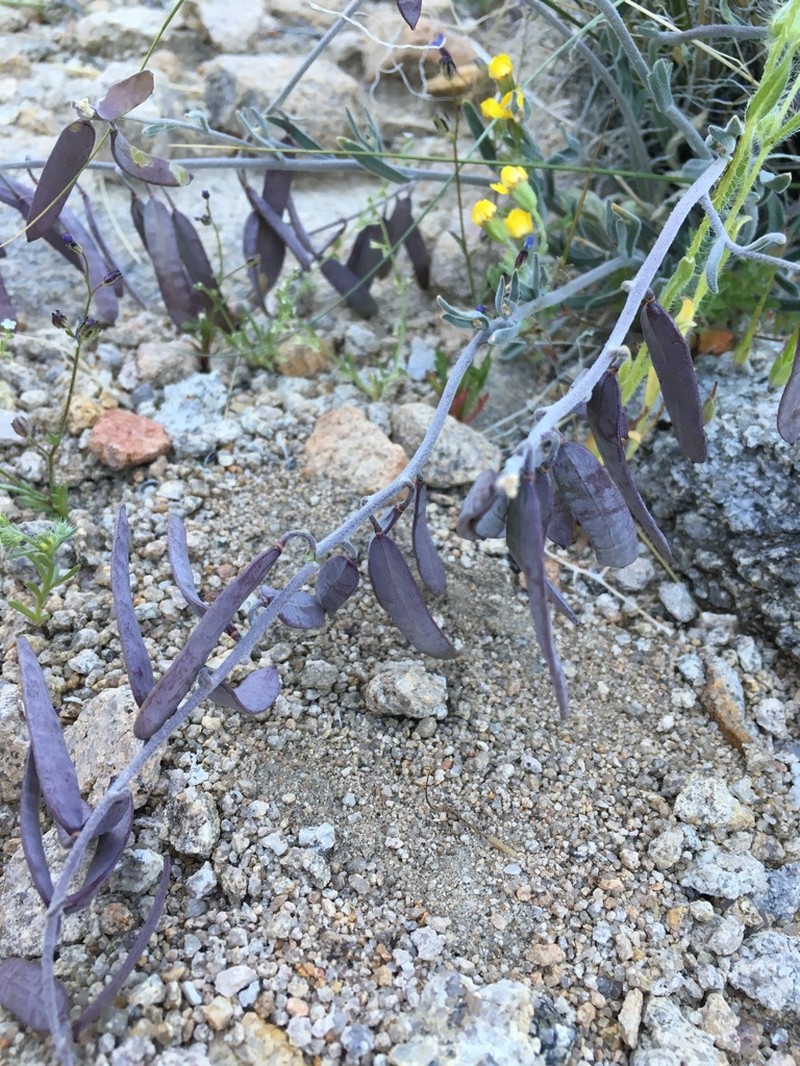 Bluepod Rockcress photo 5