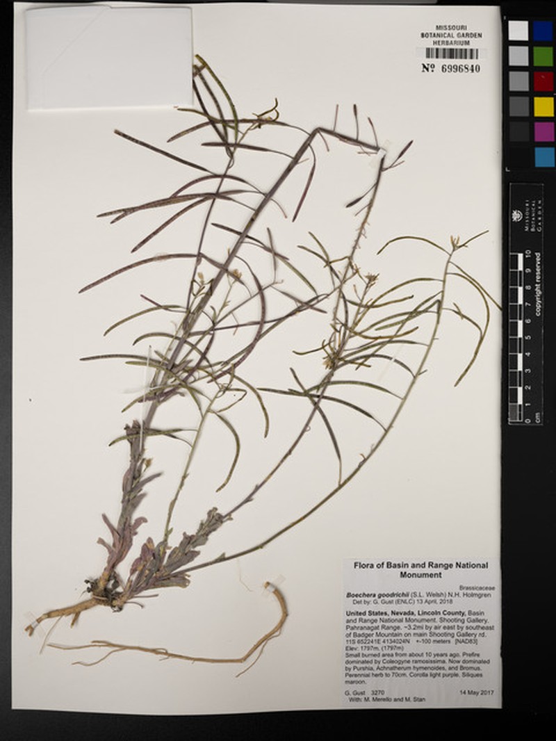 Goodrich Eared Rockcress