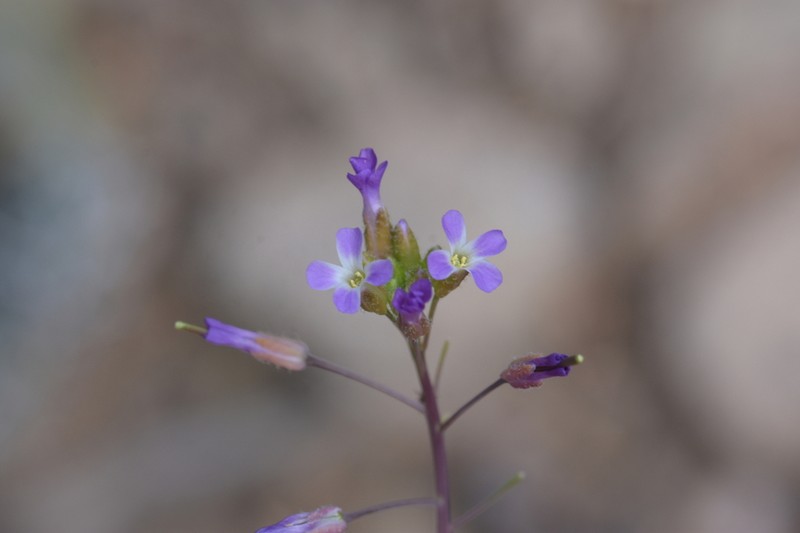 Selby's Rockcress