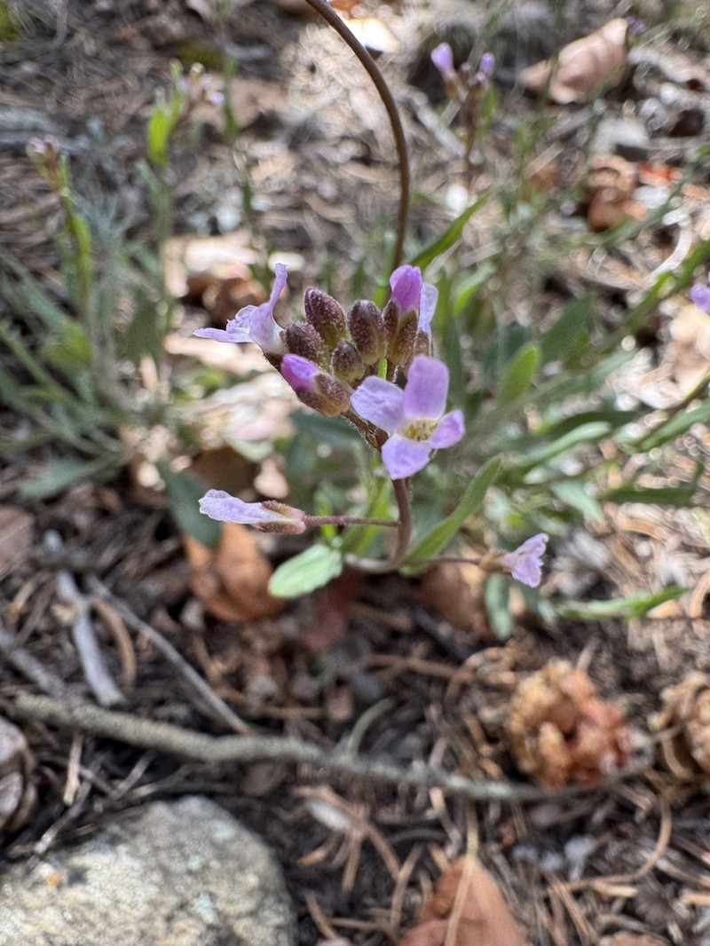 Selby's Rockcress photo 2