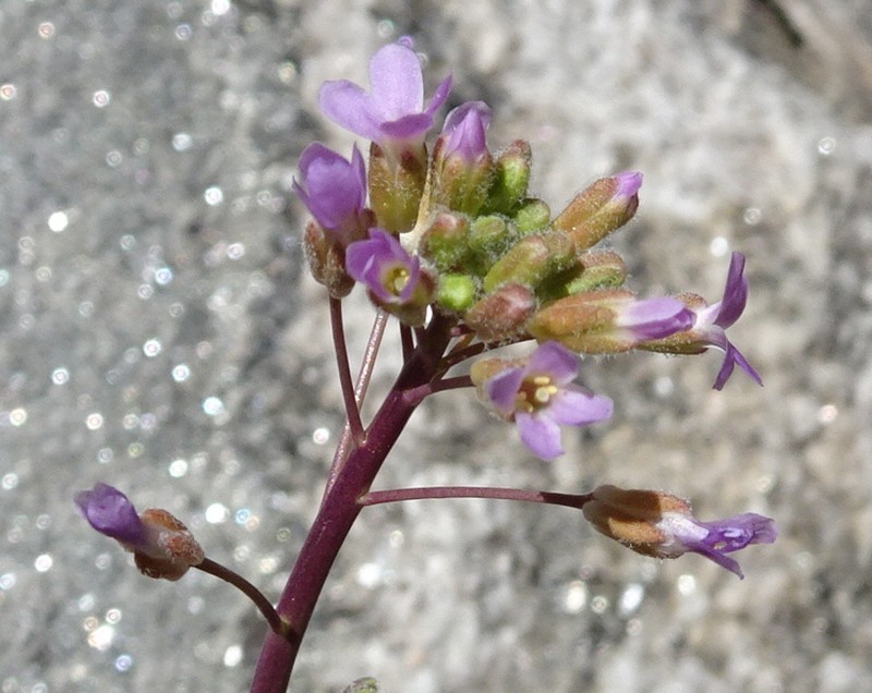 Selby's Rockcress photo 3