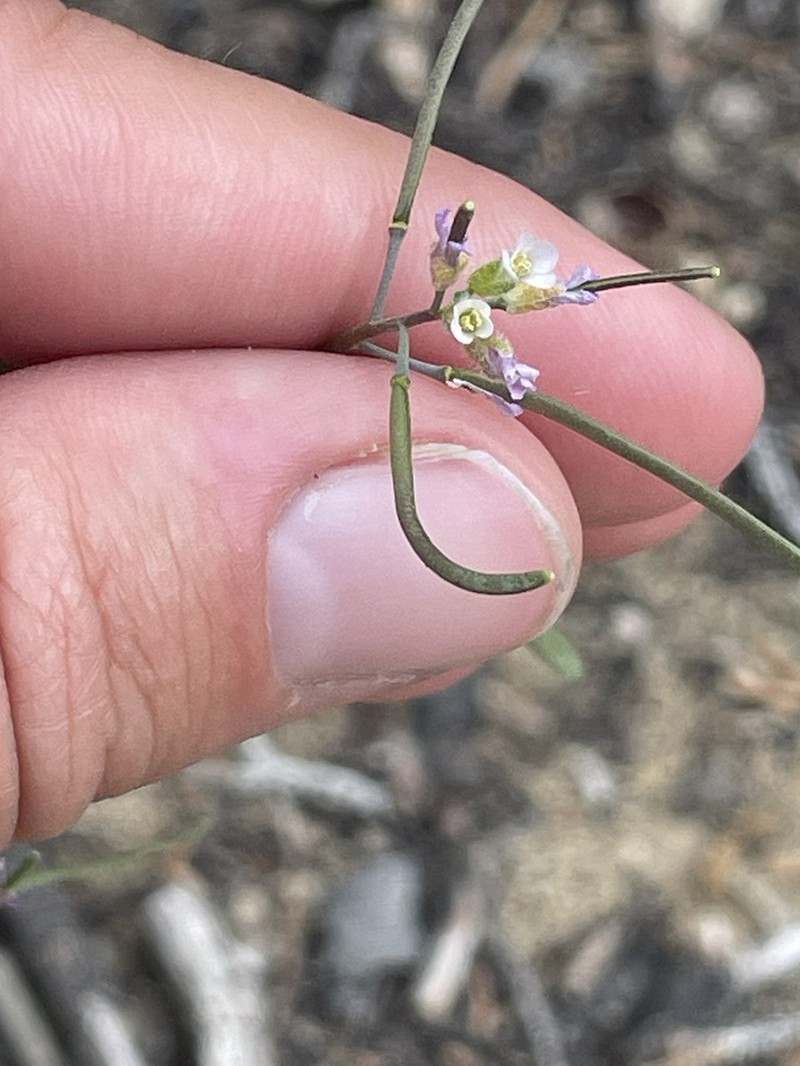 Selby's Rockcress photo 4