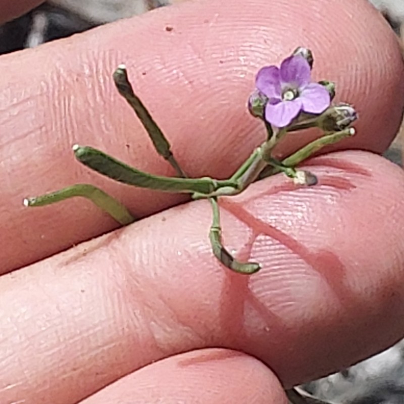 Selby's Rockcress photo 5