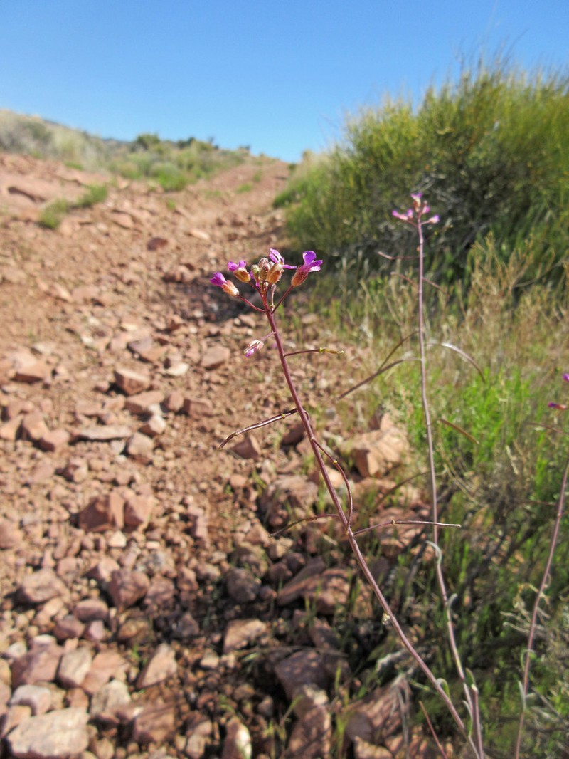 Selby's Rockcress photo 6