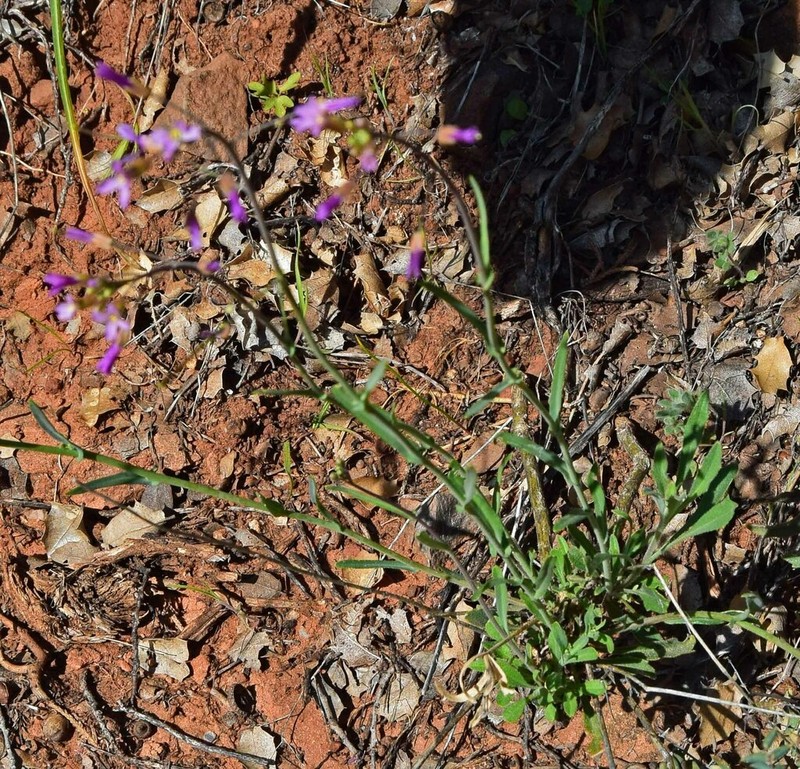 Selby's Rockcress photo 7