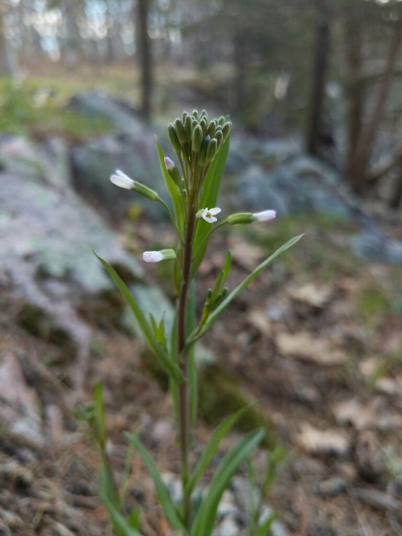Boivin's Rockcress