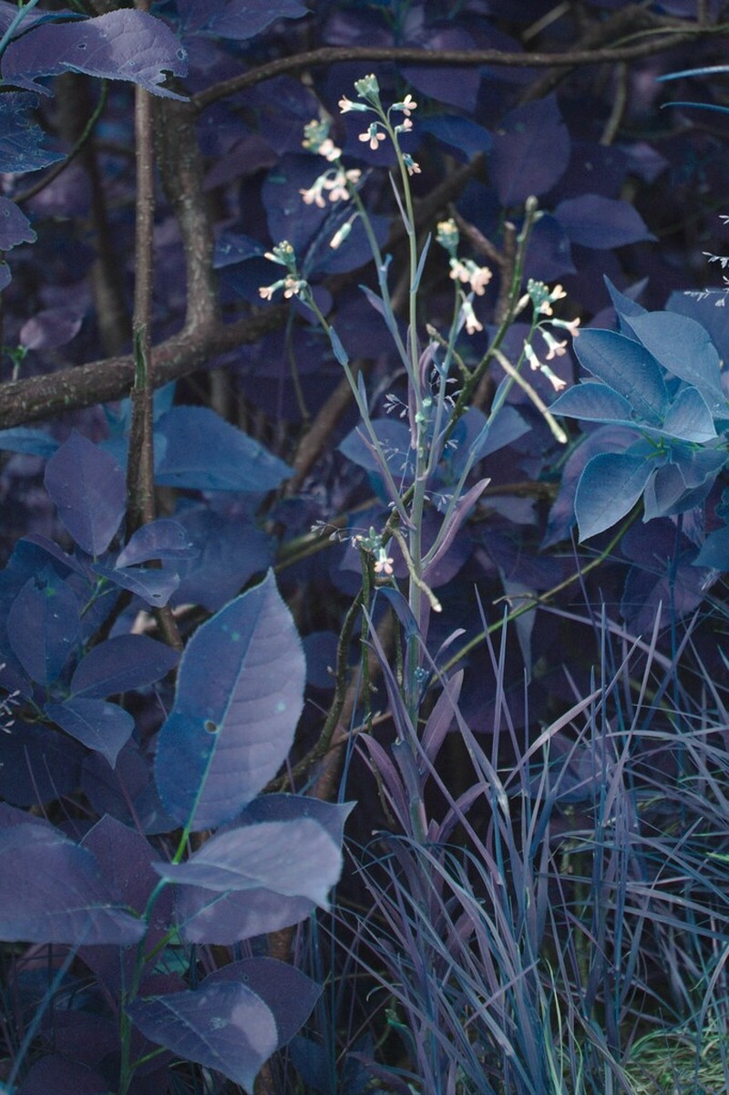 Boivin's Rockcress photo 2