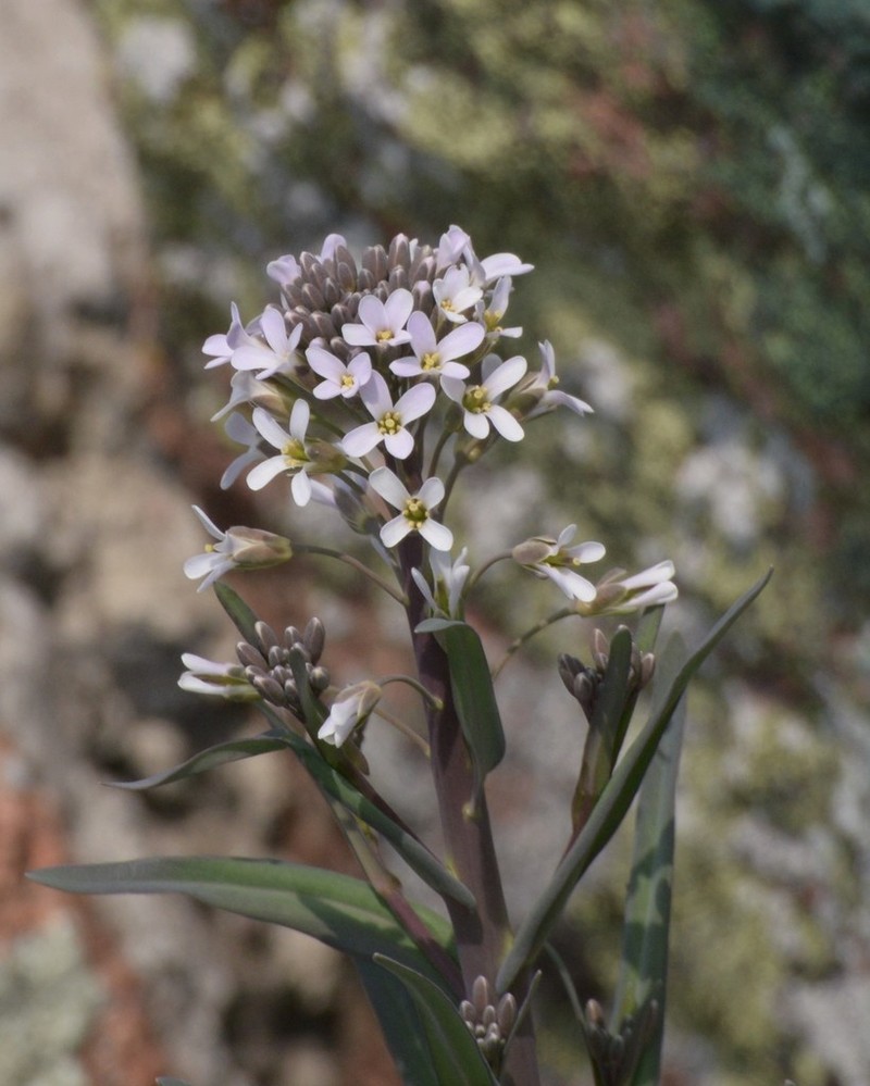 Boivin's Rockcress photo 3