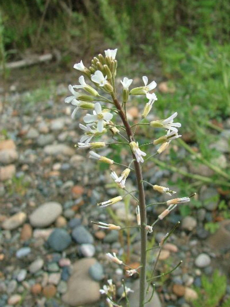 Boivin's Rockcress photo 4