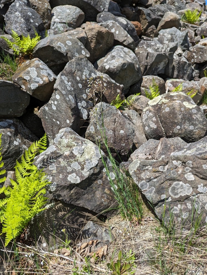 Boivin's Rockcress photo 5