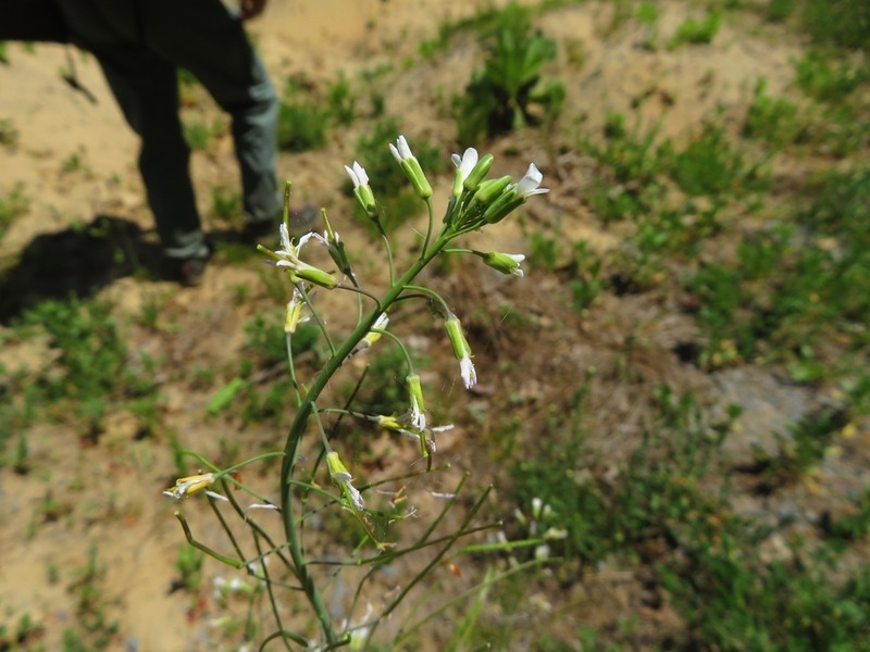 Boivin's Rockcress photo 6