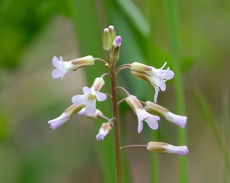 Boivin's Rockcress photo 7