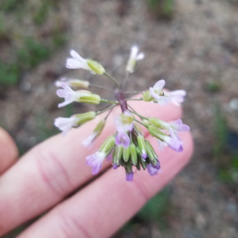 Boivin's Rockcress photo 8