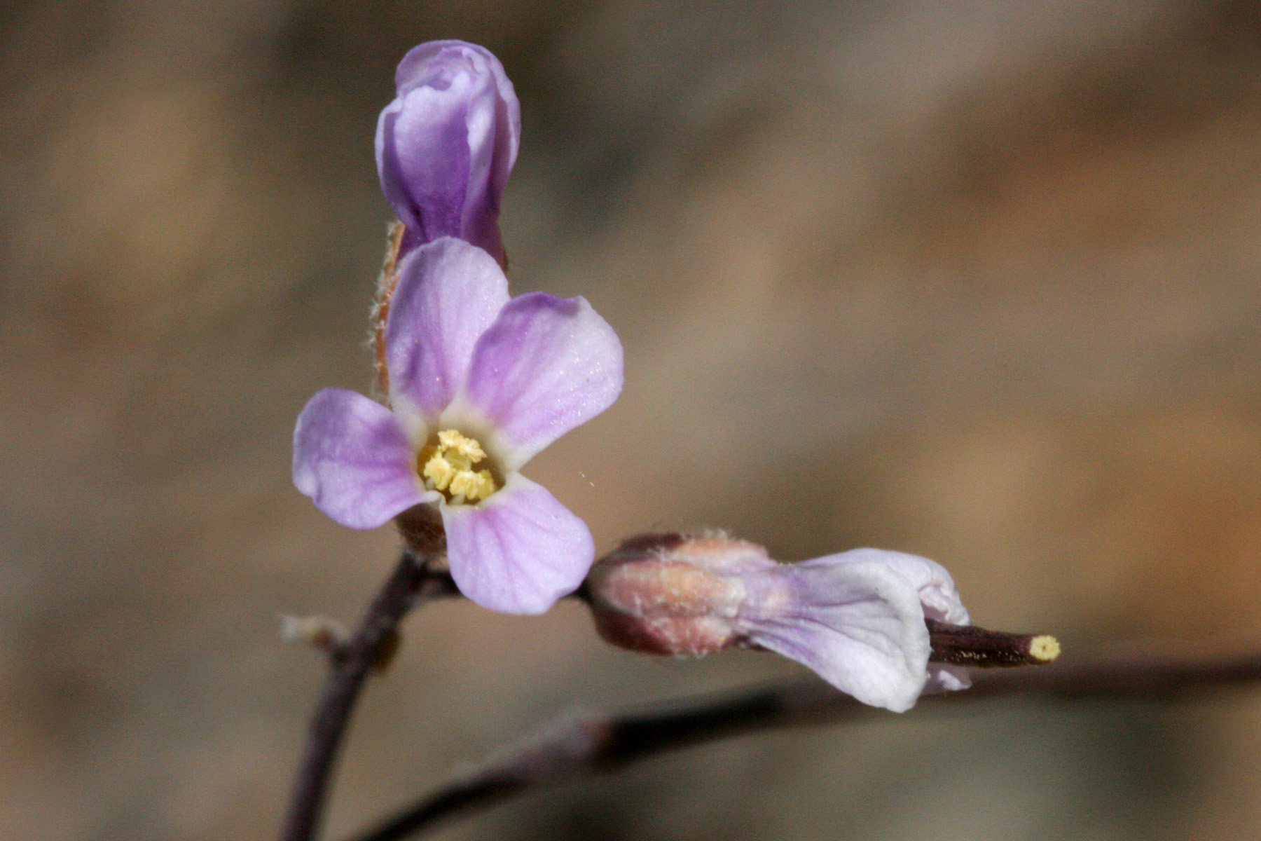 Gunnison's Rockcress