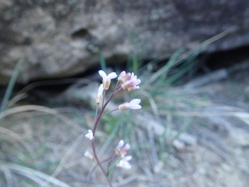 Gunnison's Rockcress photo 3