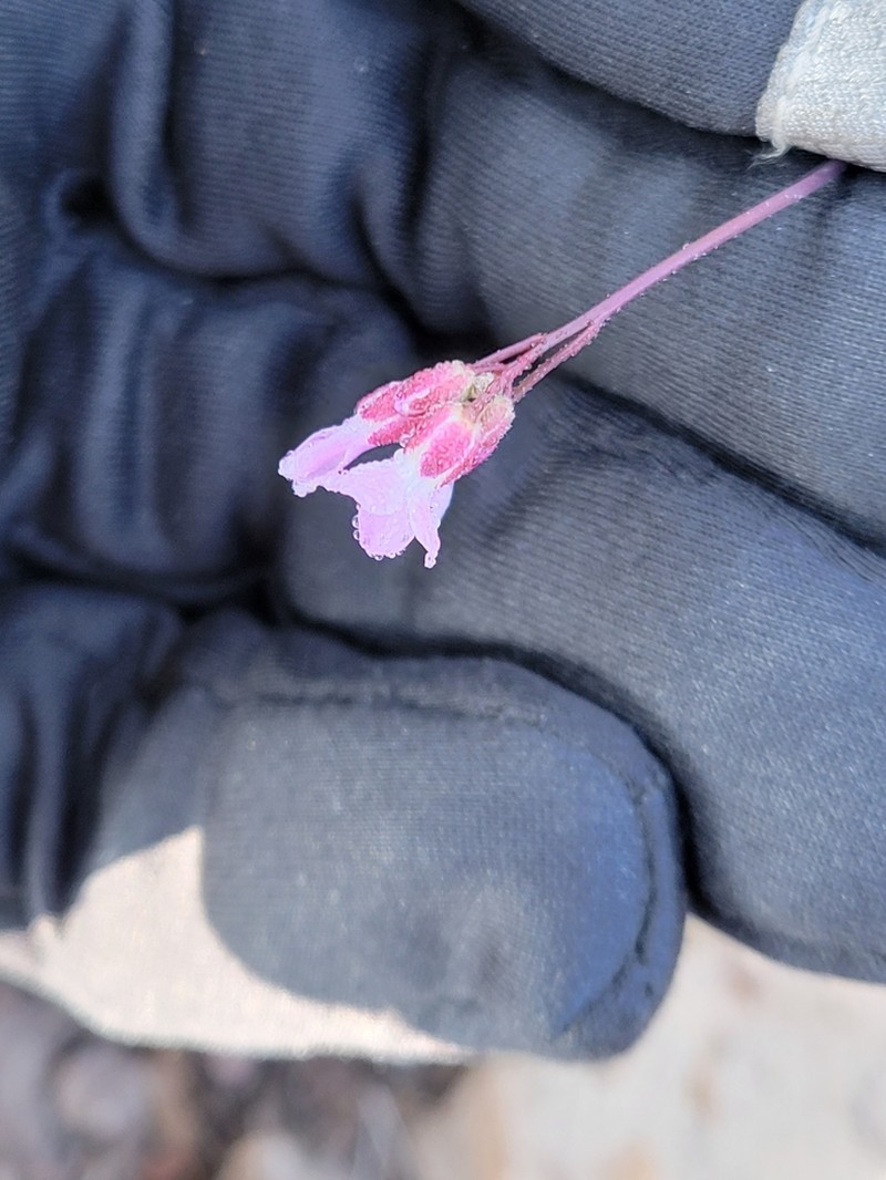 Gunnison's Rockcress photo 4