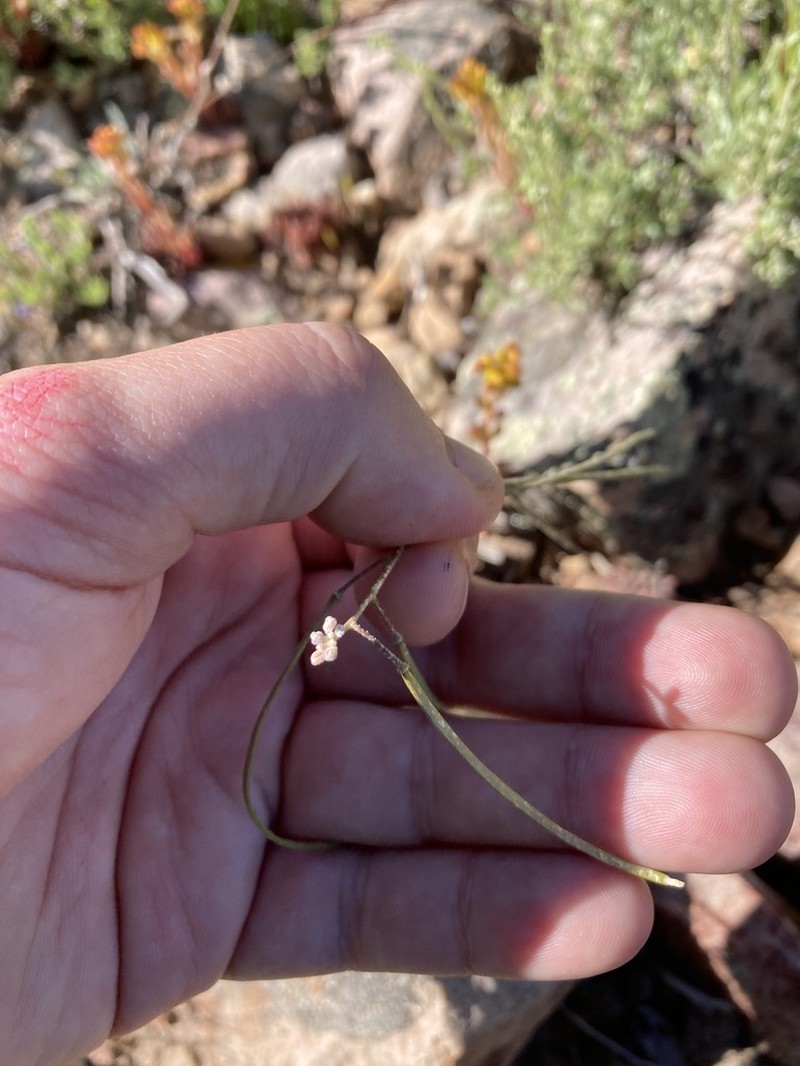 Gunnison's Rockcress photo 5