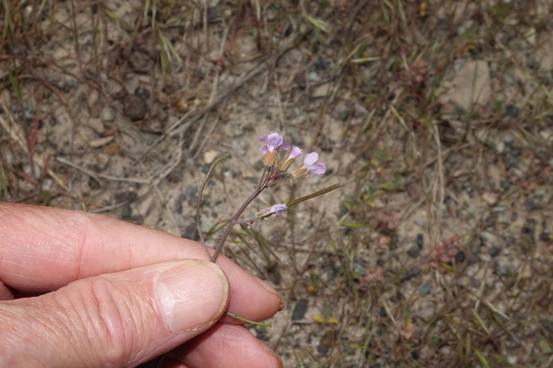 Gunnison's Rockcress photo 6