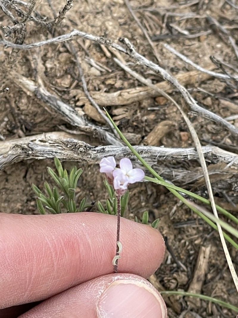 Gunnison's Rockcress photo 7