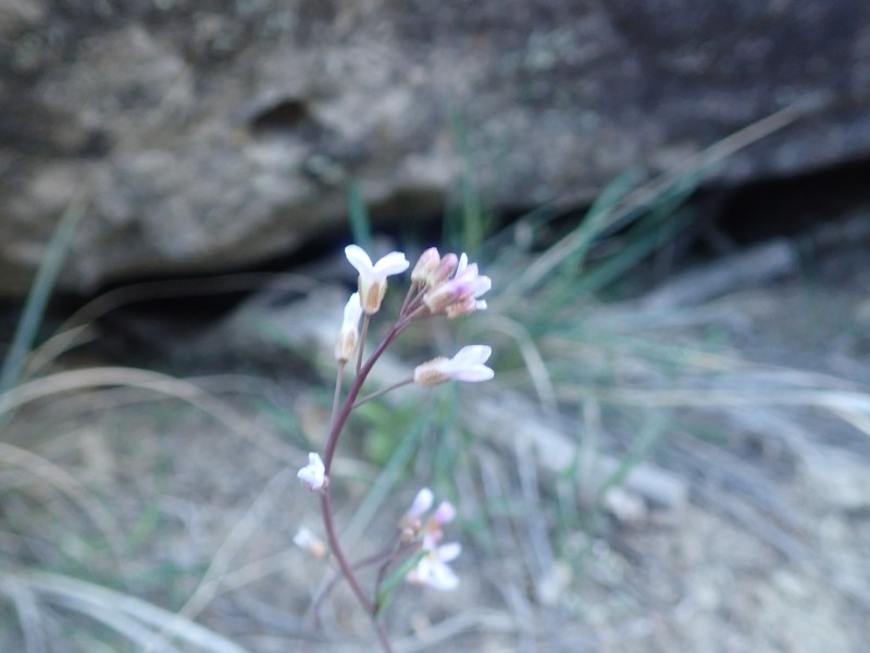 Gunnison's Rockcress photo 8