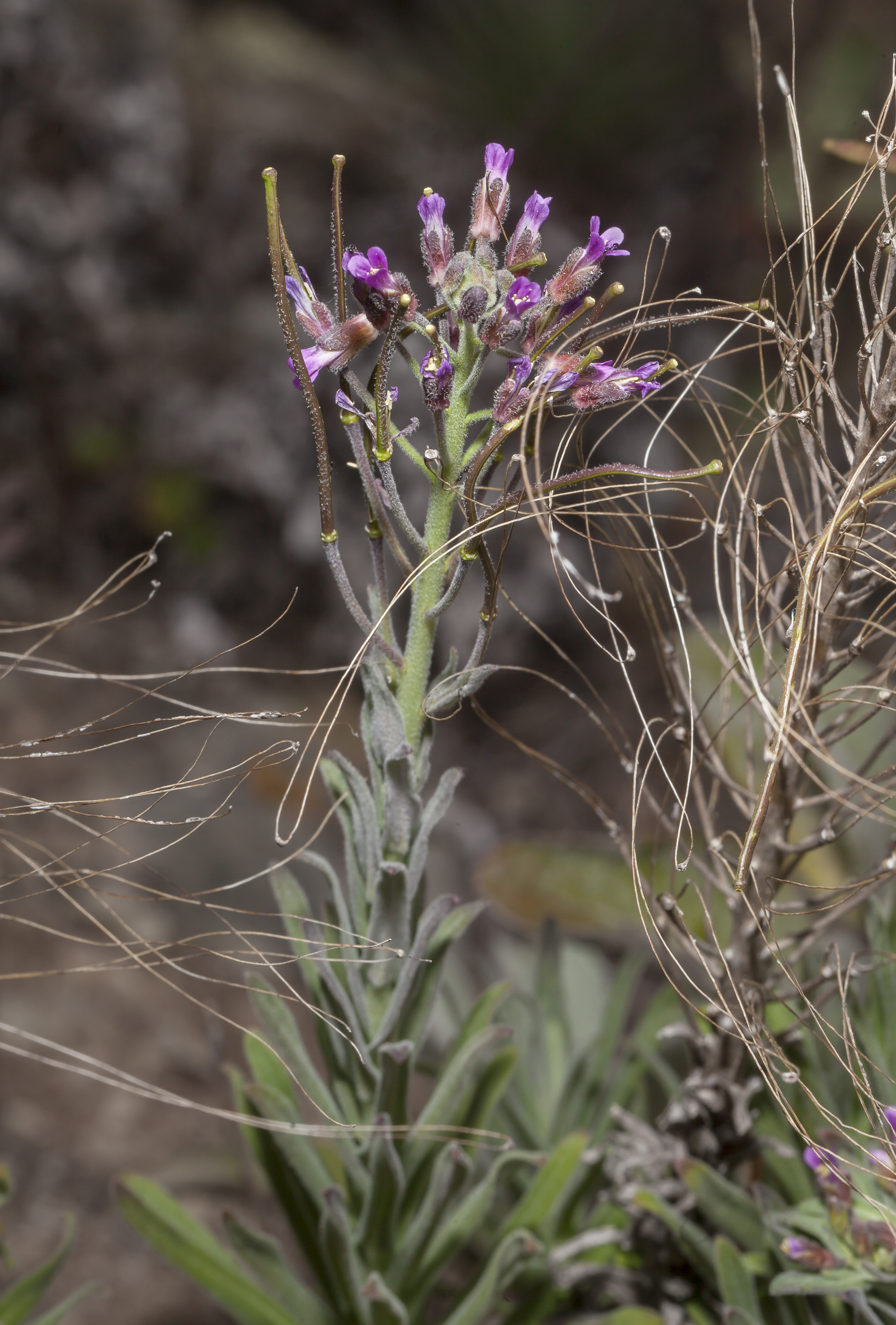 Hoffmann's Rockcress