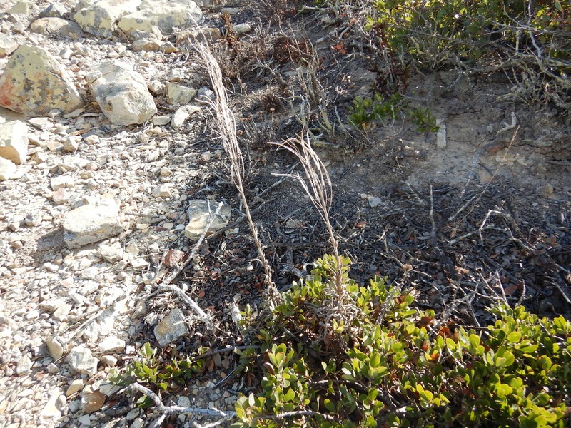 Hoffmann's Rockcress photo 3