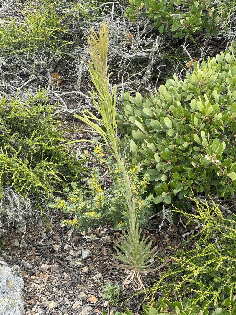 Hoffmann's Rockcress photo 4
