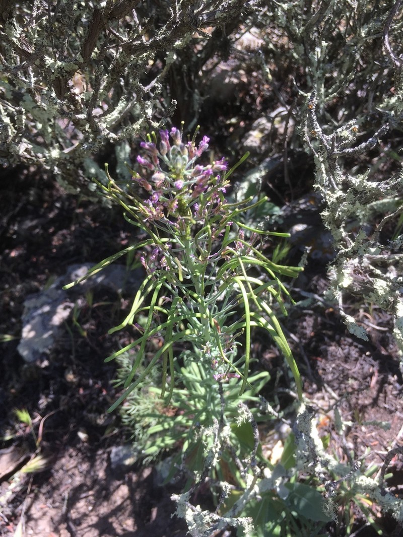 Hoffmann's Rockcress photo 6