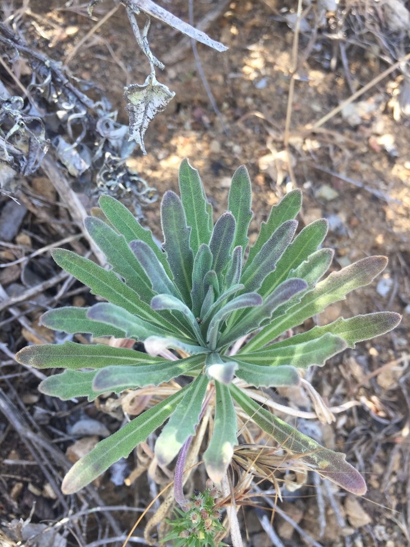 Hoffmann's Rockcress photo 7