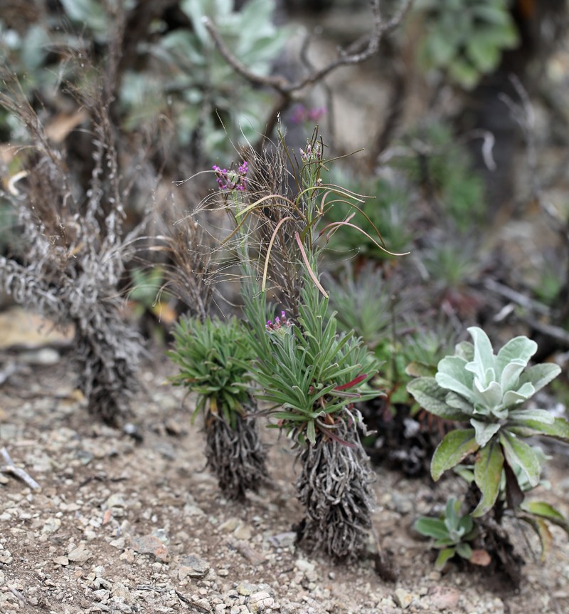 Hoffmann's Rockcress photo 8