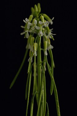 Holboell's Rockcress