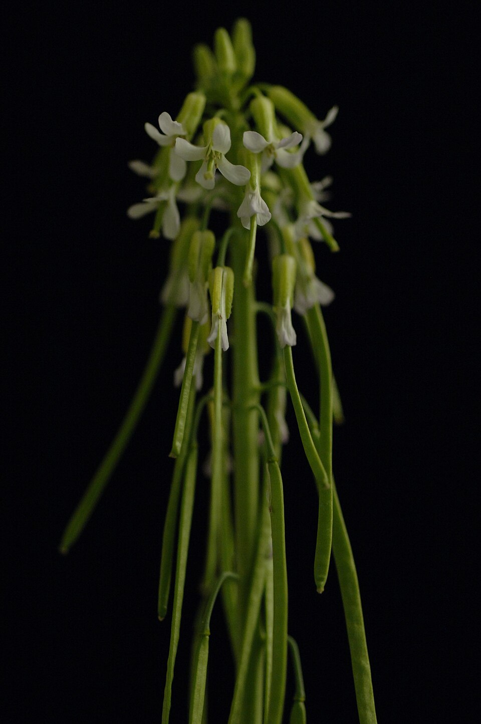 Holboell's Rockcress