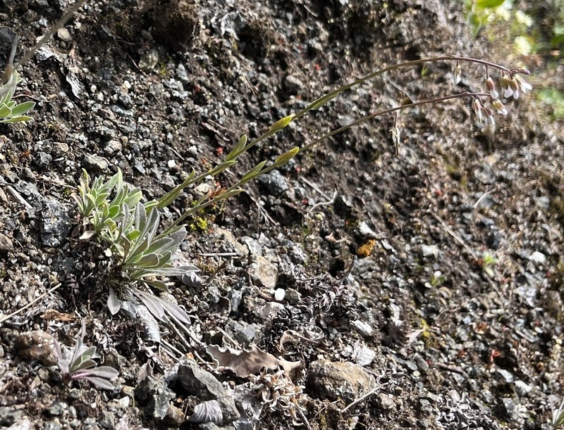 Holboell's Rockcress photo 3